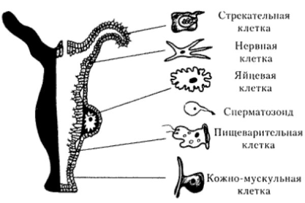 Блэкспрут даркнет bs2webes net