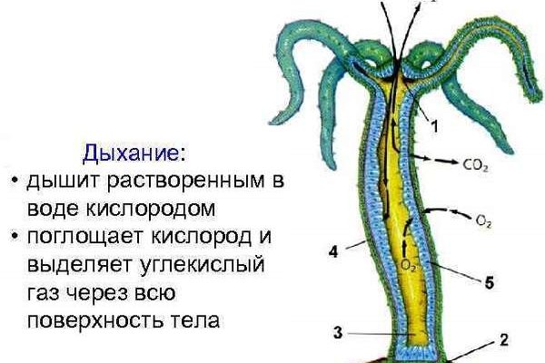 Актуальные ссылки на блэк спрут